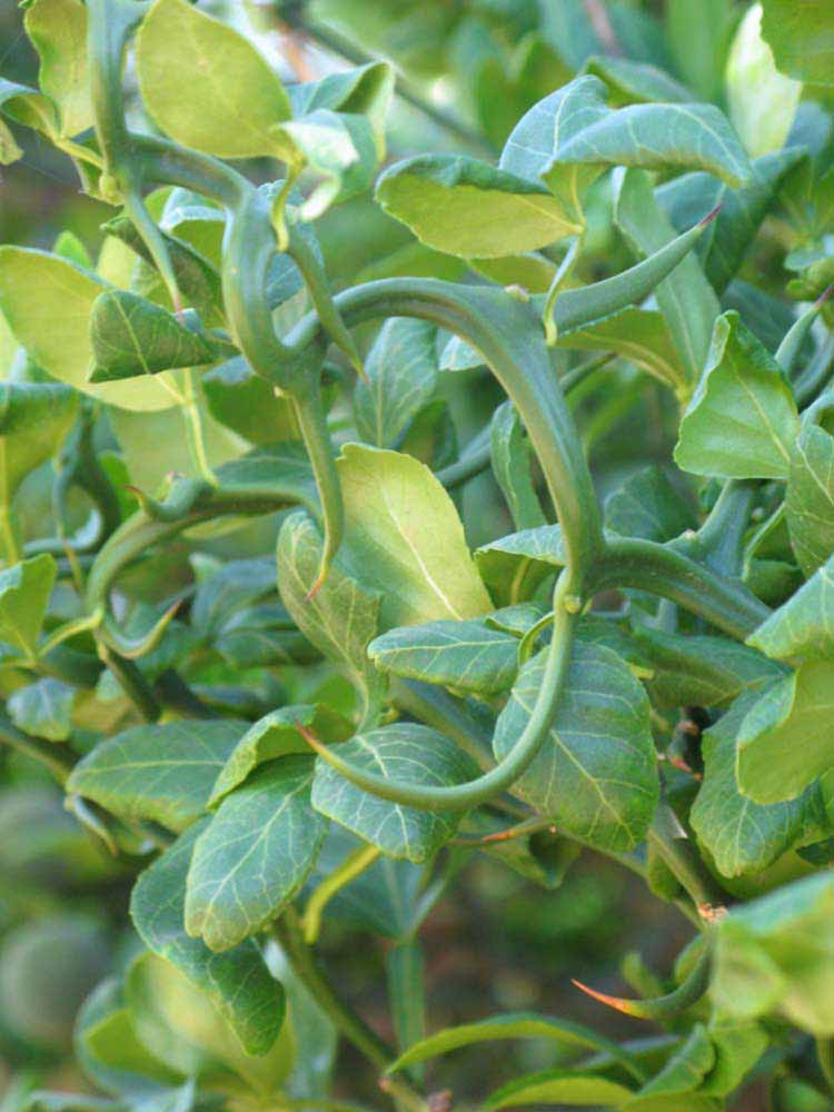              Shade leaves (Riverside, CA)       